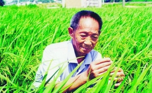 袁隆平超级稻最新进展：每公顷17吨已有九成把握