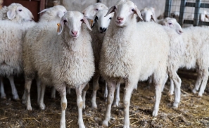 羊肉产业没有“领头羊”