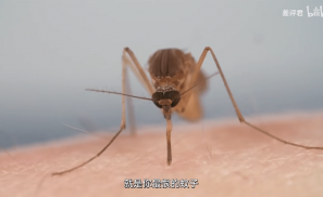 人类研究蚊子上百年，只为做一根无痛针头？